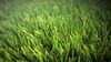 grass.0000.jpg